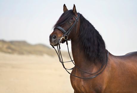 Spaans paard