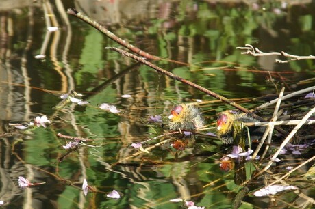 Jonge meerkoeten in "lentewater"