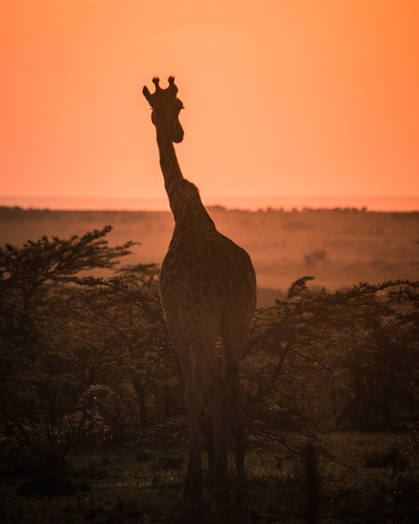 Giraffe walking into the sunset