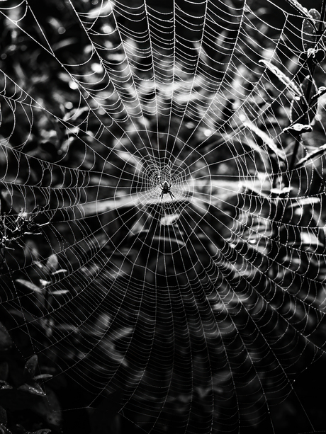 Web