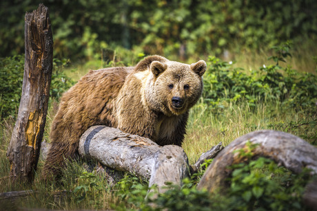 Beer, waar er 1 is, zijn er meerdere