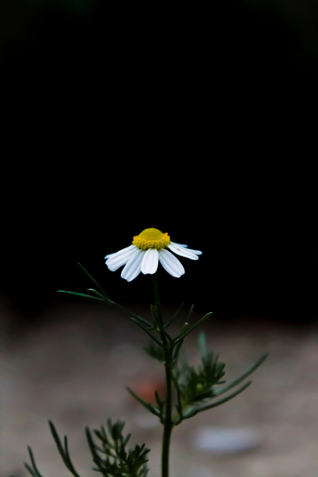 bloemetje