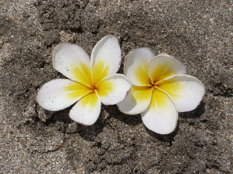 Bali flower