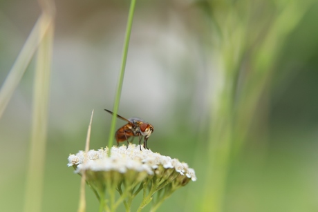 Phasie crassipenne (Ectophasia crassipennis)