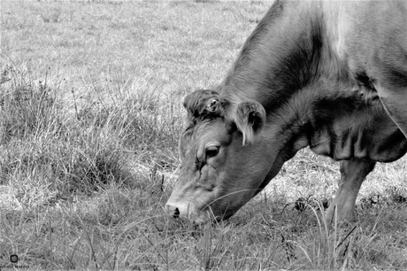 koe in de natuur