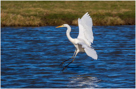 Grote zilverreiger.