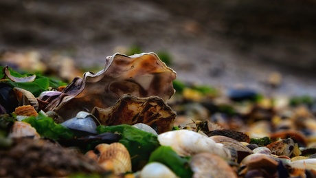 Een oester op t strand 
