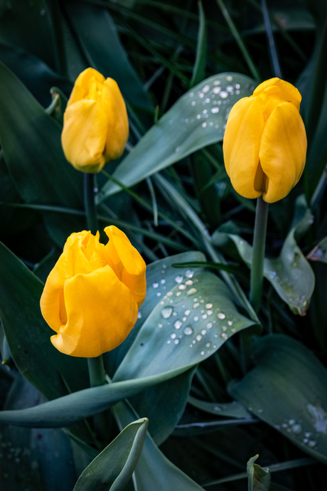 Gele Tulpen #1