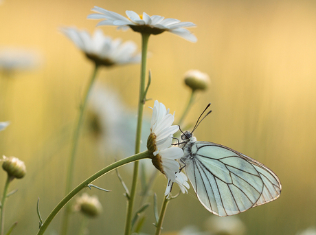 Witte schoonheid