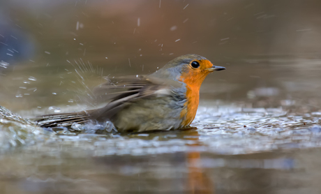 roodborst in water