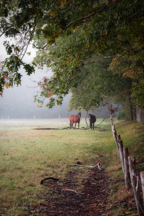 Herfst paardjes 