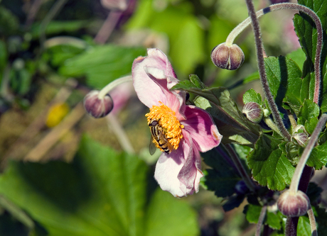 Bijtje op bloem