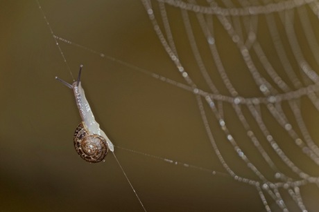 slak in spinnenweb