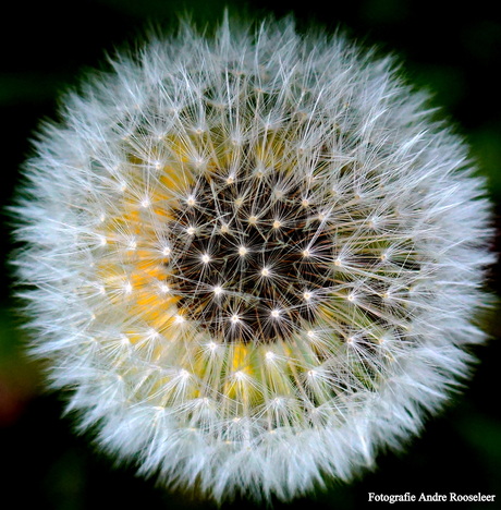 Pluis van de paardebloem