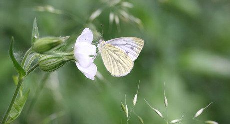 De citroenvlinder