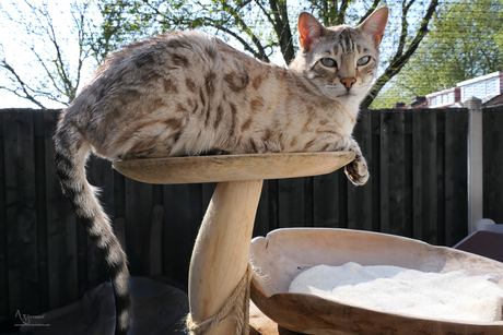 Icey mijn bengaalse kat