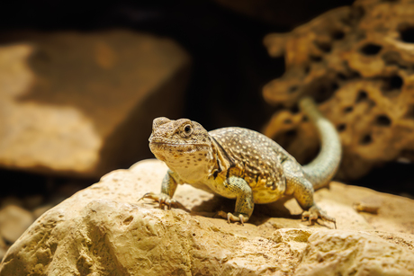 halsbandhagedis