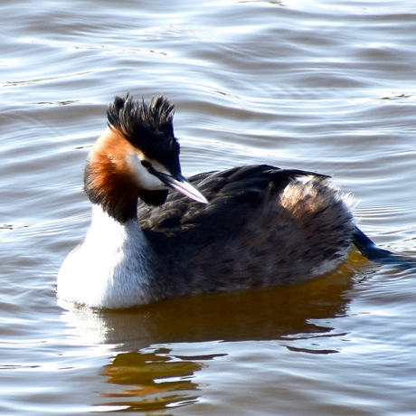 Schoonheid in het water.