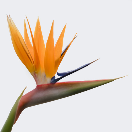 Strelitzia