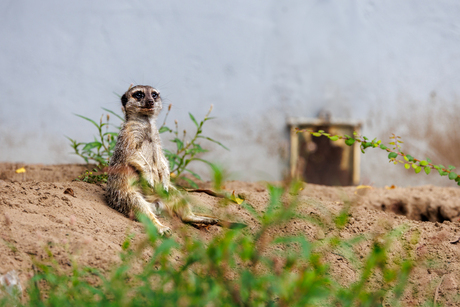 Stokstaartje Safaripark Beeksebergen