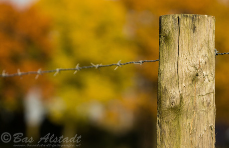 De herfst gevangen