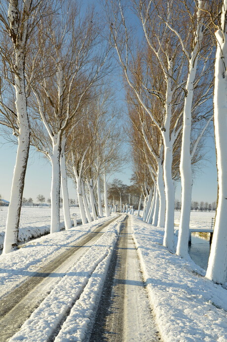 Besneeuwde polder