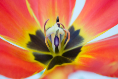 Tulp