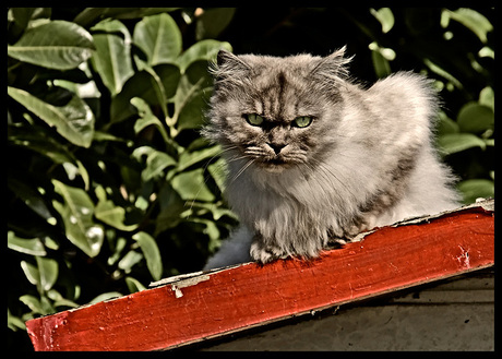 Mad cat with red.