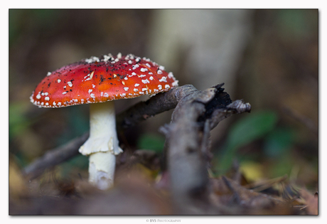 Fly agaric (Vliegenzwam)