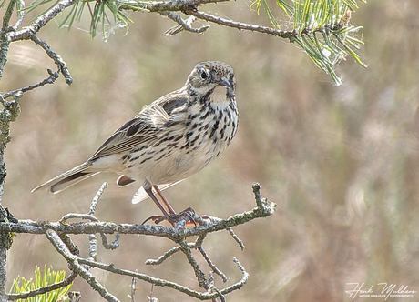 Graspieper (Anthus pratensis)