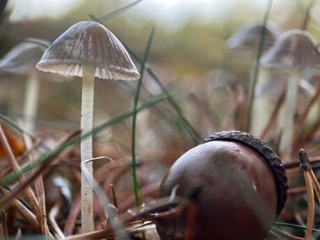 Paddestoel en eikeltje