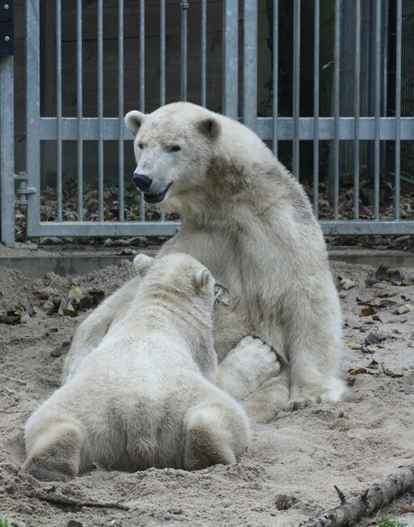 ijsbeer met kleintje