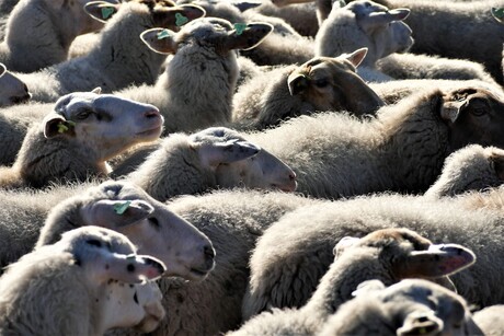 als één schaap...