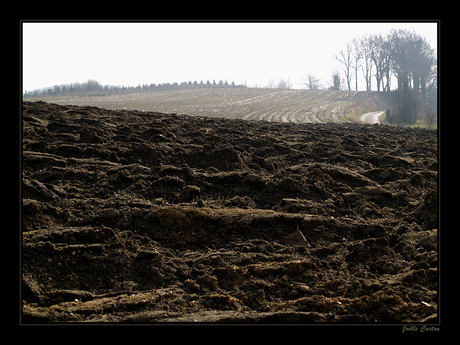 Vlaamse aarde