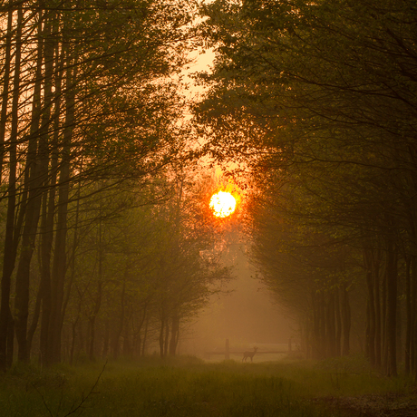 zonsopgang_1981-2.jpg