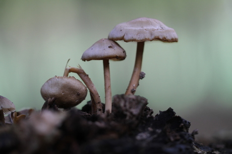 Paddestoelen in Elswout