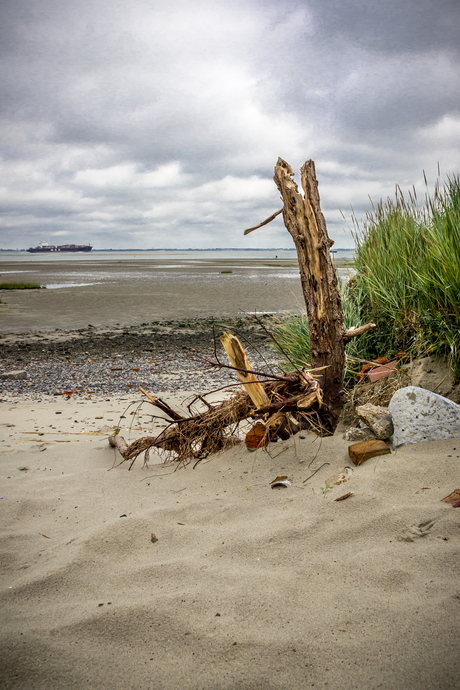 Aan de kust van de Westerschelde