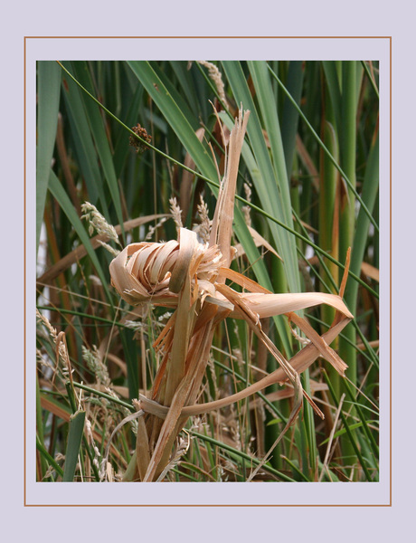 Weer in de knoop
