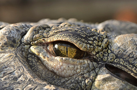 Een waarschuwende blik.......