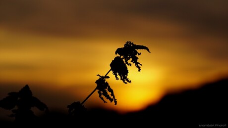 Brandnetel in de zon