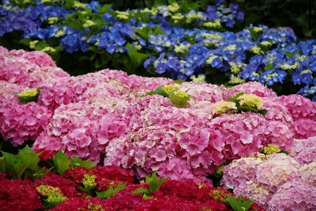 hortensia