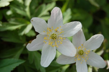 Bloemetje uit het bos