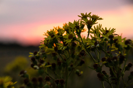 bloemen tijdens zonsondergang