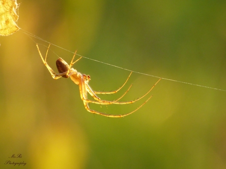 Golden legs