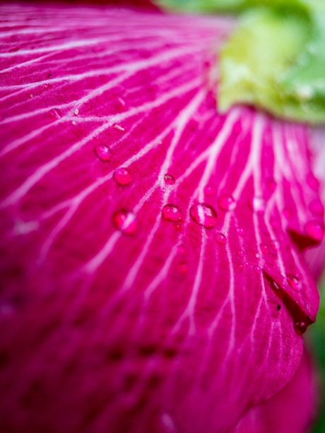 Regendruppels op een stokroosbloem