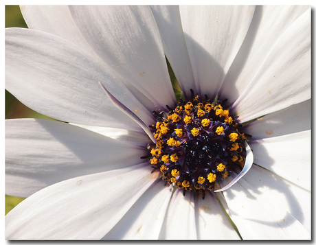 Hart van een mooie bloem