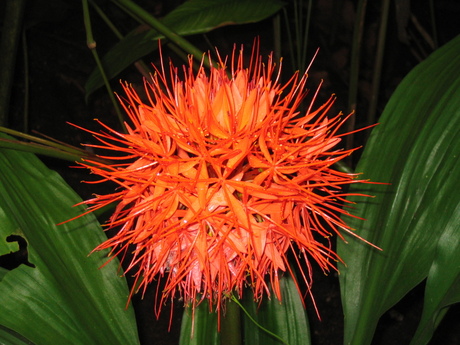 Haemanthus