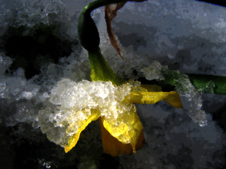Narcis in de sneeuw