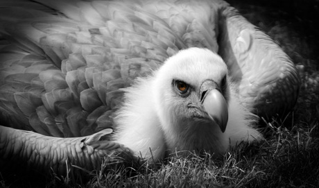 een vogel waar je naar blijft kijken