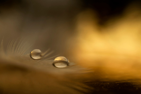 Golden drops